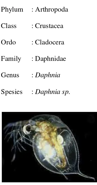 Gambar 1.  Daphnia sp. (Anonim, 2011) 