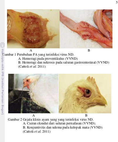 Gambar 1 Perubahan PA yang terinfeksi virus ND. 