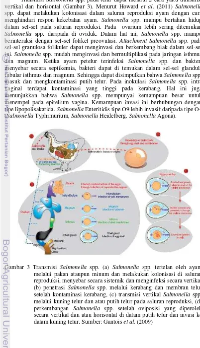 Gambar 3 Transmisi Salmonella spp. (a) Salmonella spp. tertelan oleh ayam melalui pakan ataupun minum dan melakukan kolonisasi di saluran reproduksi, menyebar secara sistemik dan menginfeksi secara vertikal, (b) penetrasi Salmonella spp
