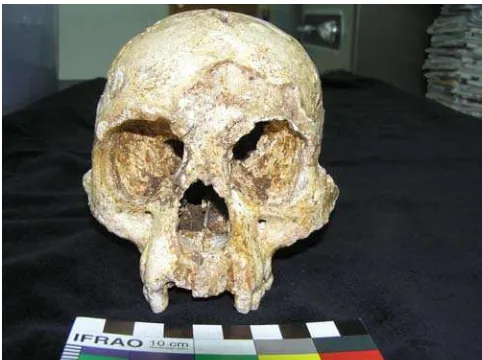 Figure 1. Homo floresiensis LB1 front 2 skull (courtesy of DebbieArgue, School of Archaeology and Anthropology, AustralianNational University).