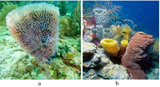Gambar 2. Bentuk tubuh spons: (a) spons berbentuk vas, Callyspongia plicifera, Belize,(b) spons tabung, Callyspongia sp., Wakatobi (www.ryanphotographic.com) 