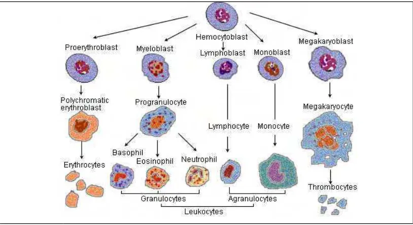 Gambar 3 Skema Pembentukan sel darah (Wikipedia 2007) 