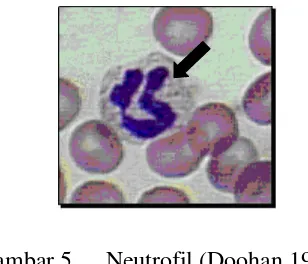 Gambar 5 Neutrofil (Doohan 1999). 