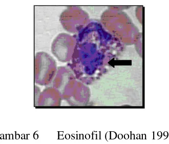 Gambar 6 Eosinofil (Doohan 1999). 