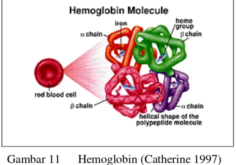 Gambar 11 Hemoglobin (Catherine 1997) 