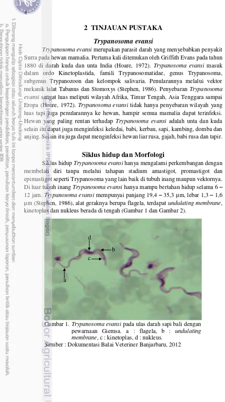 Gambar 1.  Trypanosoma evansi pada ulas darah sapi bali dengan 
