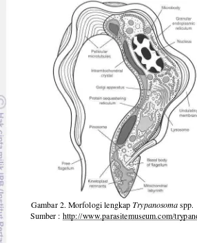 Gambar 2. Morfologi lengkap Trypanosoma spp.  