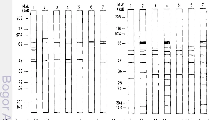 Gambar 5. Profil protein sel membran (kiri) dan flagella (kanan) 7 isolat India 