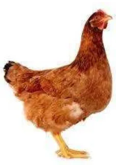 Gambar 2. Ayam petelur strain lohmann brownSumber: http:/www.google.com/ lohmann_brown 
