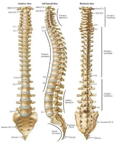 Gambar 2.1 Anatomi tulang belakang (Putz, 2006) 