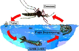 Gambar 3. Morfologi Nyamuk Aedes aegypti 