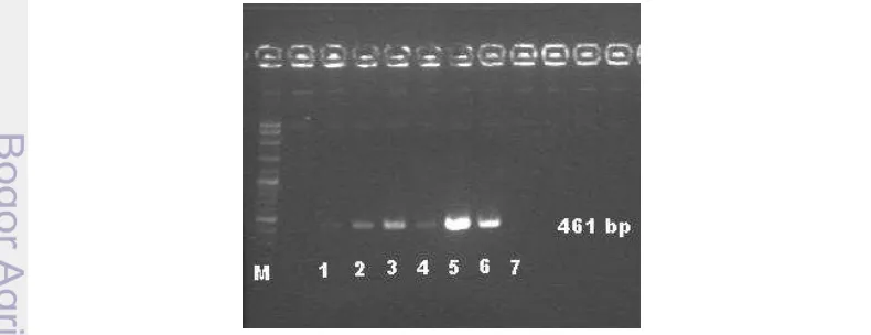 Gambar 1 Hasil pengujian PCR isolat yang diduga Salmonella spp. 
