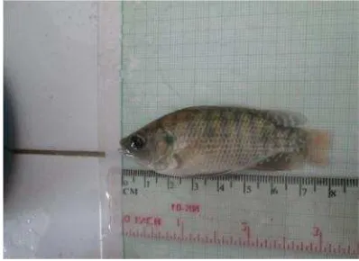 Gambar 1. Ikan nila (Oreochromis niloticus)