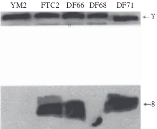 Figure 1 Functional assessment of allotopically expressed FLAG