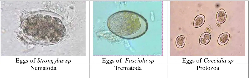 Gambar 2. Identifikasi Telur Endoparasit Strongyloides sp, Pharampistomum sp dan Moniezia sp tidak ditemukan pada sapi potong setelah mendapat diberi OSE