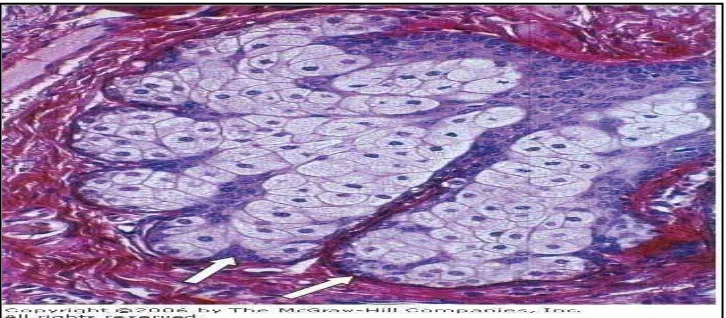 Gambar 2.2 Histologi Kelenjar keringat (Basic Histology Text and Atlas Junquera ed. 11) 