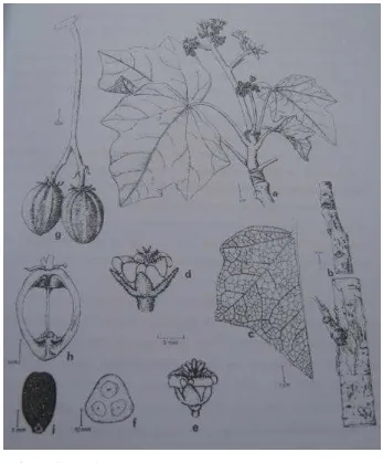 Gambar  4  Morfologi tanaman jarak pagar (Jatropha curcas L.) 