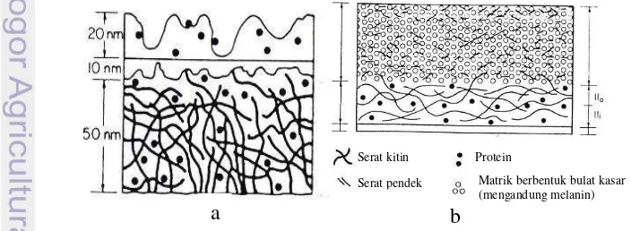 Gambar 2 Komposisi dinding sel pada Basidiomycota. Miselium (a), spora (b) 