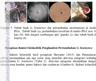 Gambar 5    Tubuh buah G. boninense dan pertumbuhan miseliumnya di media 