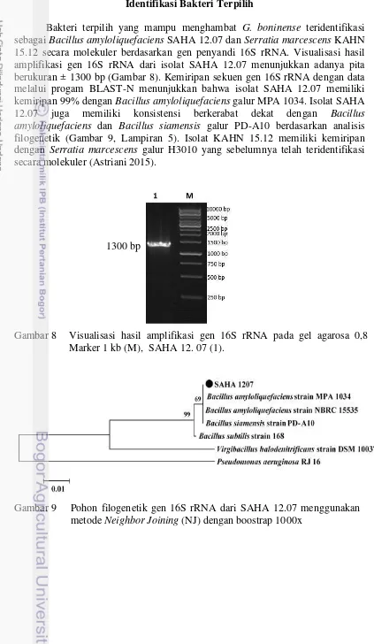 Gambar 8  Visualisasi hasil amplifikasi gen 16S rRNA pada gel agarosa 0,8 %. 