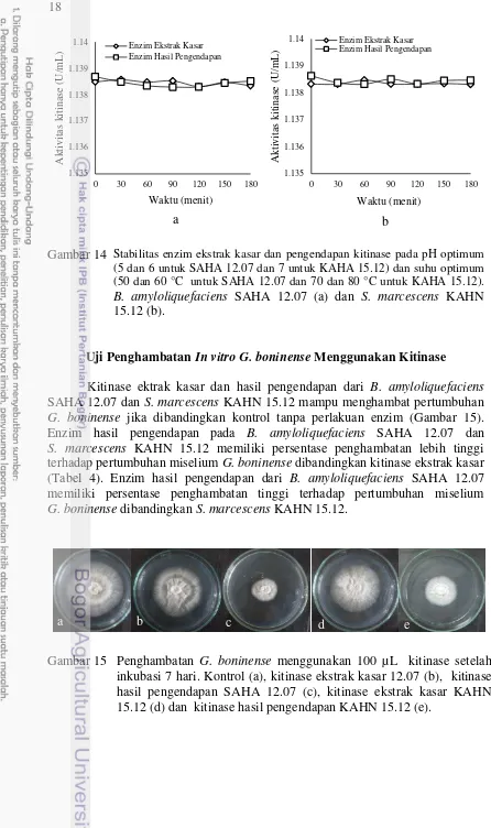 Gambar 14 Stabilitas enzim ekstrak kasar dan pengendapan kitinase pada pH optimum (5 dan 6 untuk SAHA 12.07 dan 7 untuk KAHA 15.12) dan suhu optimum 