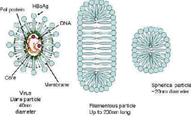 Gambar 3. Struktur virus Hepatitis B (Sumber: Hunt, 2011)