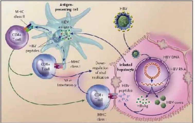 Gambar 4. Patogenesis imun pada virus hepatitis B (Sumber: Ganem et al, 2004).