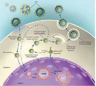 Gambar 5. Siklus replikasi virus hepatitis B (Sumber: Ganem et al, 2004).