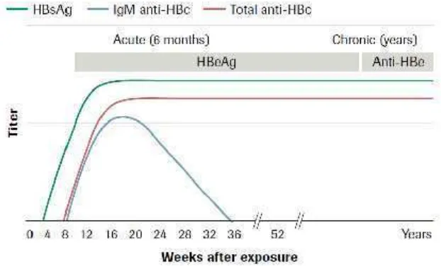 Gambar 7. Penanda serologi Virus Hepatitis B kronis (Sumber: Roche Diagnostics,2011)