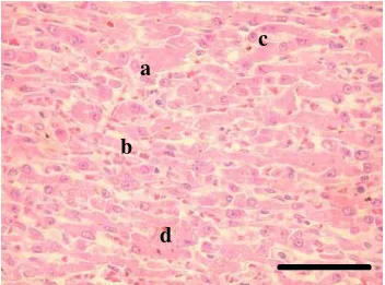 Gambar 3 Mikromorfologi hati.  Degenerasi (a), kongesti (b), atrofi (c).                hemosiderin (d)