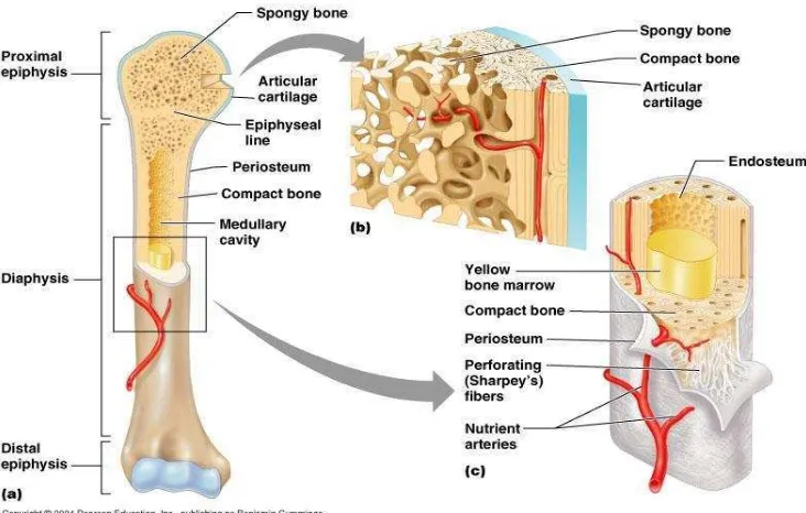 Gambar 4. Histologi Tulang Panjang (Tortora dan Derrickson, 2011) 