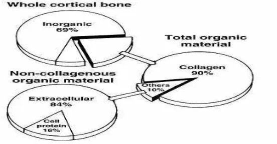 Gambar  3. Distribusi komponen penyusun tulang cortical (Liu, 1996). 