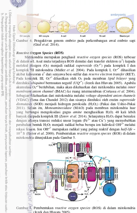 Gambar 5. Pembentukan reactive oxygen species (ROS) di dalam mitokondria 