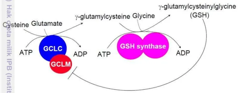 Gambar 6. Sintesis GSH di dalam sitosol (Lu 2013). 