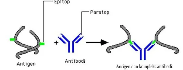 Gambar 5 Hubungan antibodi dan antigen (Perez 2015) 