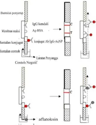 Gambar 7  Komponen strip LFIA (Li et al. 2009) 