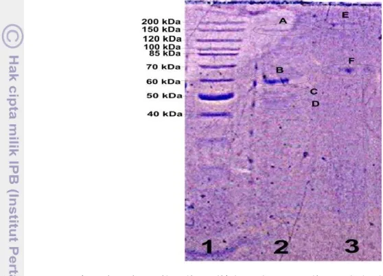 Gambar 10 Karakterisasi antibodi poliklonal yang diperoleh dengan penyuntikan AFM1 