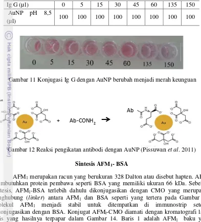Gambar 12 Reaksi pengikatan antibodi dengan AuNP (Pissuwan et al. 2011) 