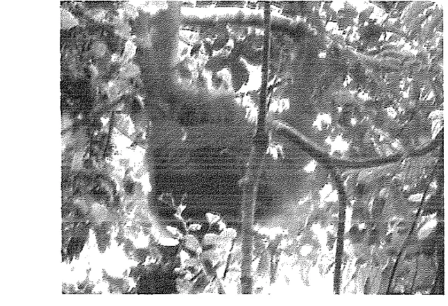 Gambar 5. Orangutan Dewa di Mentoko-TN Kutai sedang 