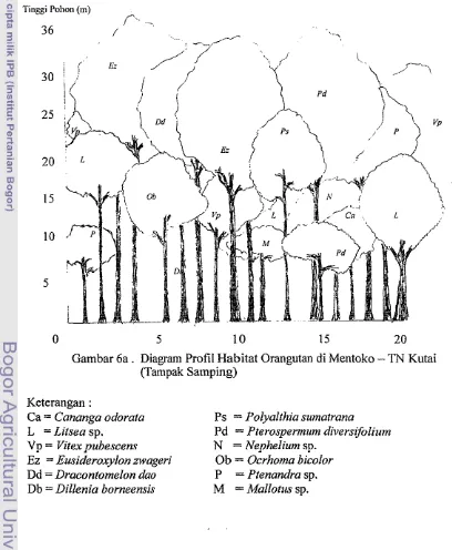 Gambar 6a. Diagram Profil Habitat Orangutan di Mentoko - TN Kutai 