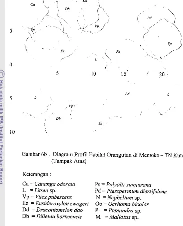 Gambar 6b . Diagram Profil Habitat Orangutan di Mentoko - TN Kutai 