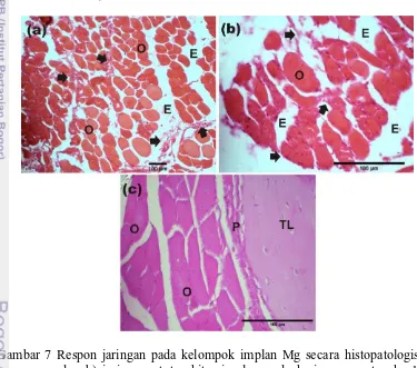 Gambar 7 Respon jaringan pada kelompok implan Mg secara histopatologis, a) 