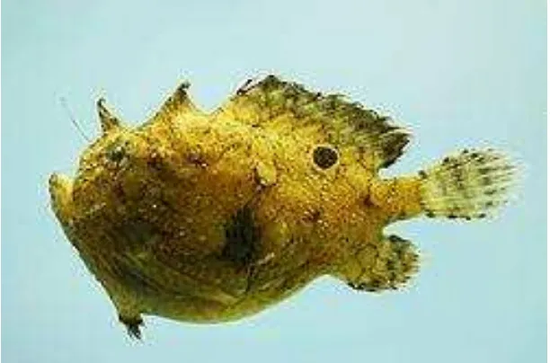 Gambar 2. Ikan Kodok (Antennarius radiosus, Garman 1896) (Sumber. www.fishbase.org, 2015) Fig