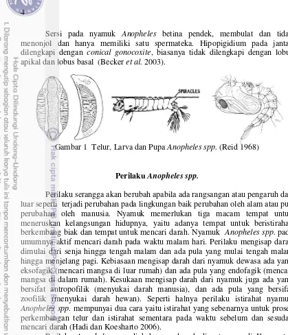 Gambar 1  Telur, Larva dan Pupa Anopheles spp. (Reid 1968) 