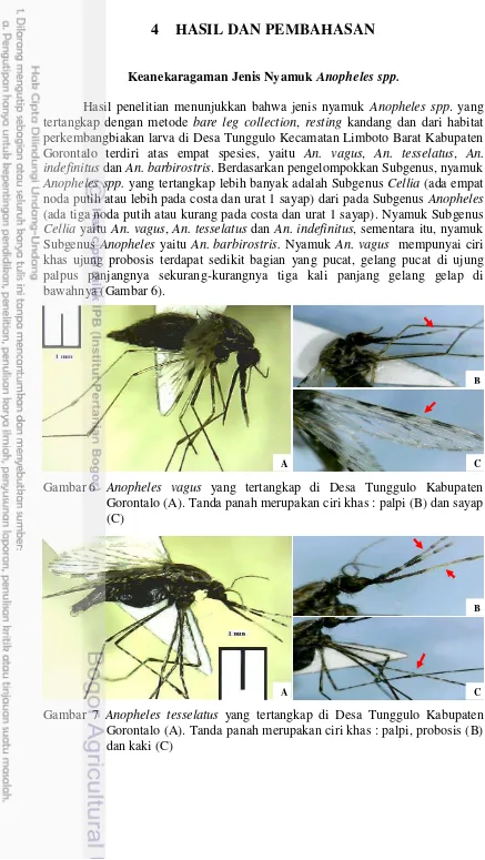 Gambar 6 Anopheles vagus yang tertangkap di Desa Tunggulo Kabupaten 