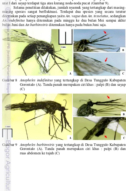 Gambar 8  Anopheles indefinitus yang tertangkap di Desa Tunggulo Kabupaten 