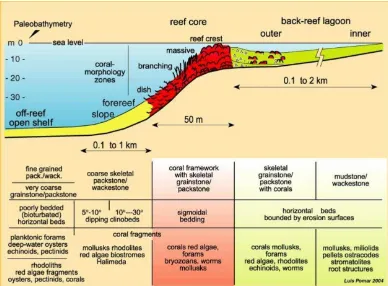Gambar 9.  Model Capitan/Barrier Reef linier (Pomar, 2004) 