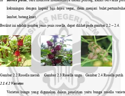Gambar 2.2 Rosella merah     Gambar 2.3 Rosella ungu    Gambar 2.4 Rosella putih 