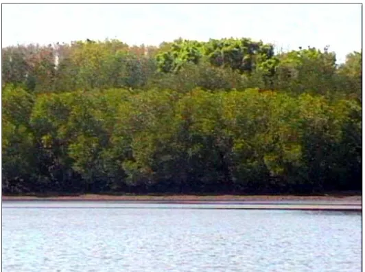 Gambar 1. Hutan mangrove TNAP dengan kondisi yang masih bagus 