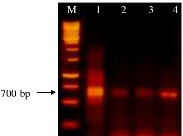 Gambar 2 Hasil amplifikasi DNA genom virus menggunakan pasangan primer spesifik ToCV (lajur 1 dan 2) dan spesifik TICV (lajur 3 dan 4) terhadap sampel daun yang diambil dari tanaman tomat bergejala kuning dari Cipanas (lajur 1), Pacet (lajur 2 dan 3), dan 